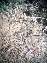 Sceloporus graciosus