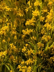 Solidago lepida salebrosa