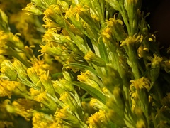 Solidago lepida salebrosa