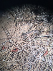 Sceloporus graciosus