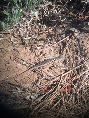 Sceloporus graciosus