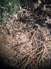 Sceloporus graciosus