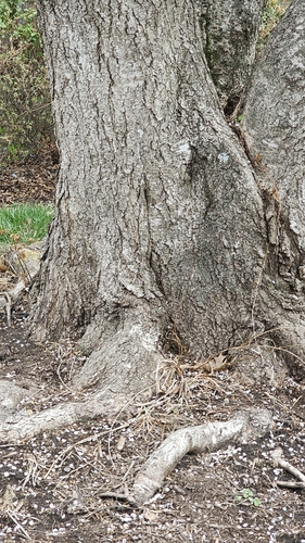 Image of Prunus pendula by no rights reserved