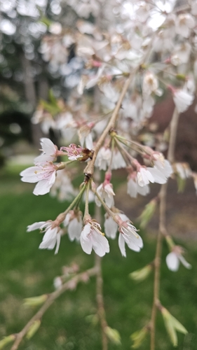 Image of Prunus pendula by no rights reserved