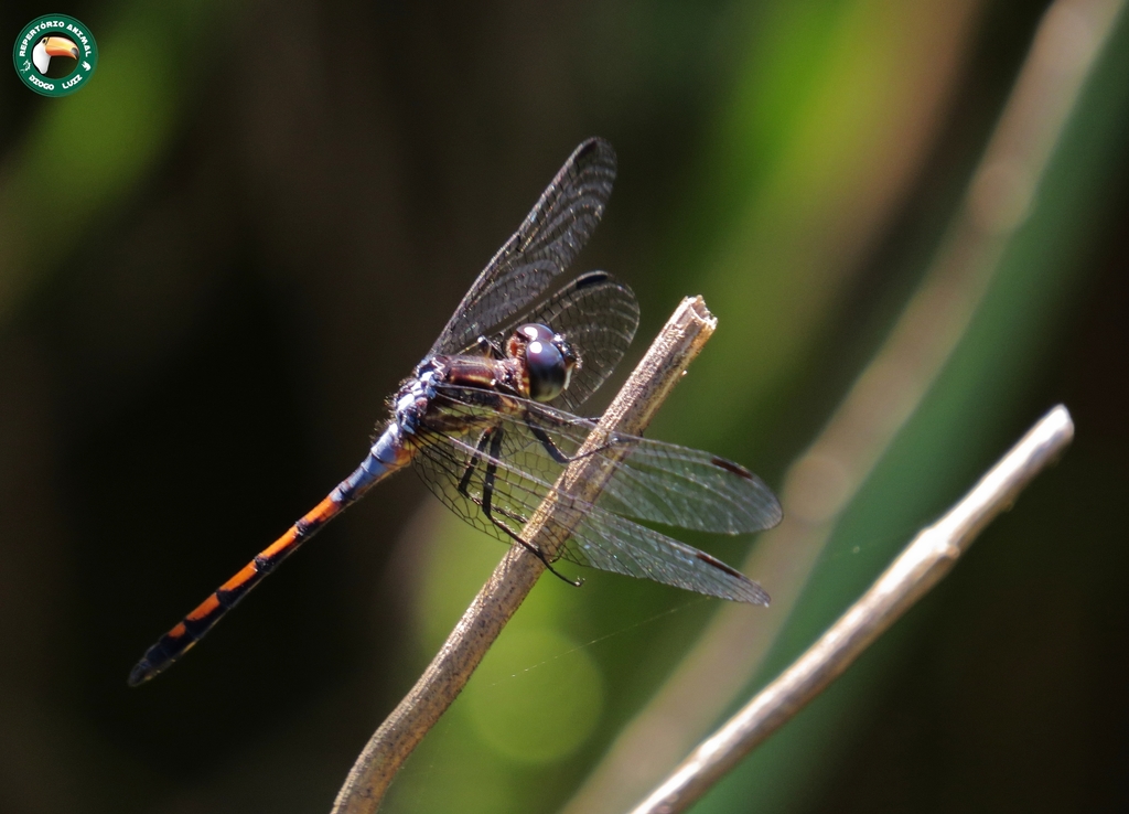 Dusty Skimmer