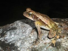 Incilius campbelli