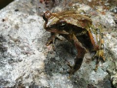 Incilius campbelli