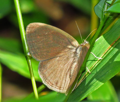 Hermeuptychia sosybius