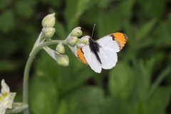 Anthocharis julia sulfuris