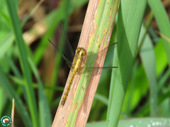 Erythrodiplax avittata