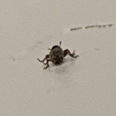 Microlarinus lareynii