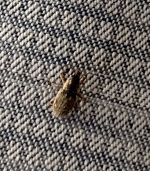 Microlarinus lareynii