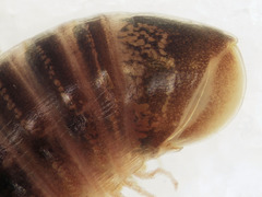 Cylindroiulus britannicus