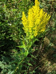 Solidago lepida salebrosa