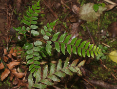 Adiantum fulvum