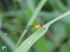 Ischnura capreolus
