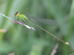 Ischnura capreolus