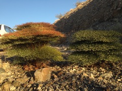 Eriogonum rixfordii