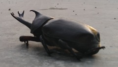 Trypoxylus dichotomus