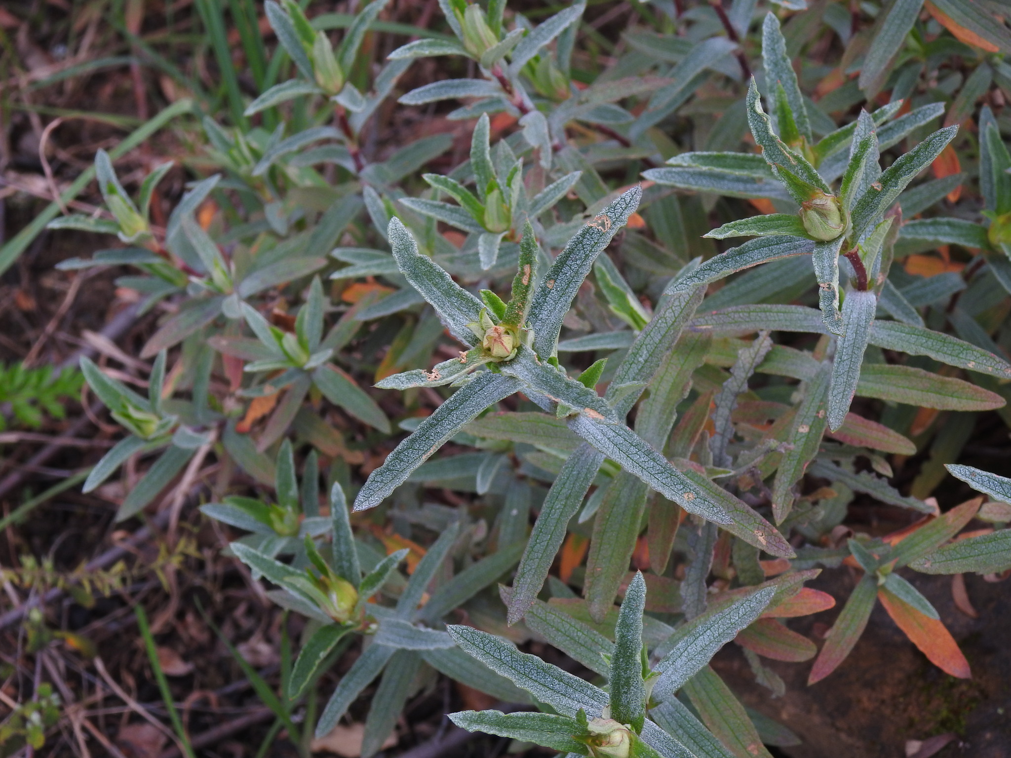 Corbières Rock-Rose (Cistus ×)