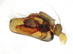 Diplostyla concolor