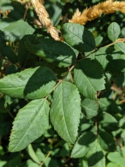 Rosa pisocarpa