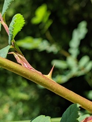 Rosa pisocarpa