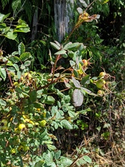 Rosa pisocarpa