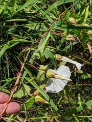 Calystegia × lucana