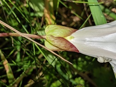 Calystegia × lucana
