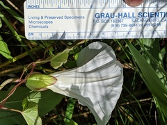 Calystegia × lucana