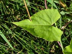 Calystegia × lucana