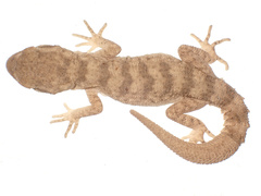 Kopet Dagh Bent-Toed Gecko photo 4