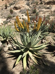 Aloe spectabilis