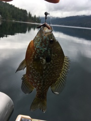 Lepomis gibbosus × macrochirus