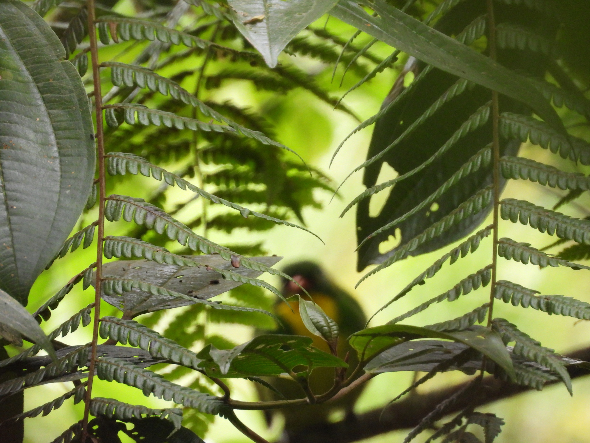 Golden-breasted Fruiteater (Pipreola aureopectus), photo 5