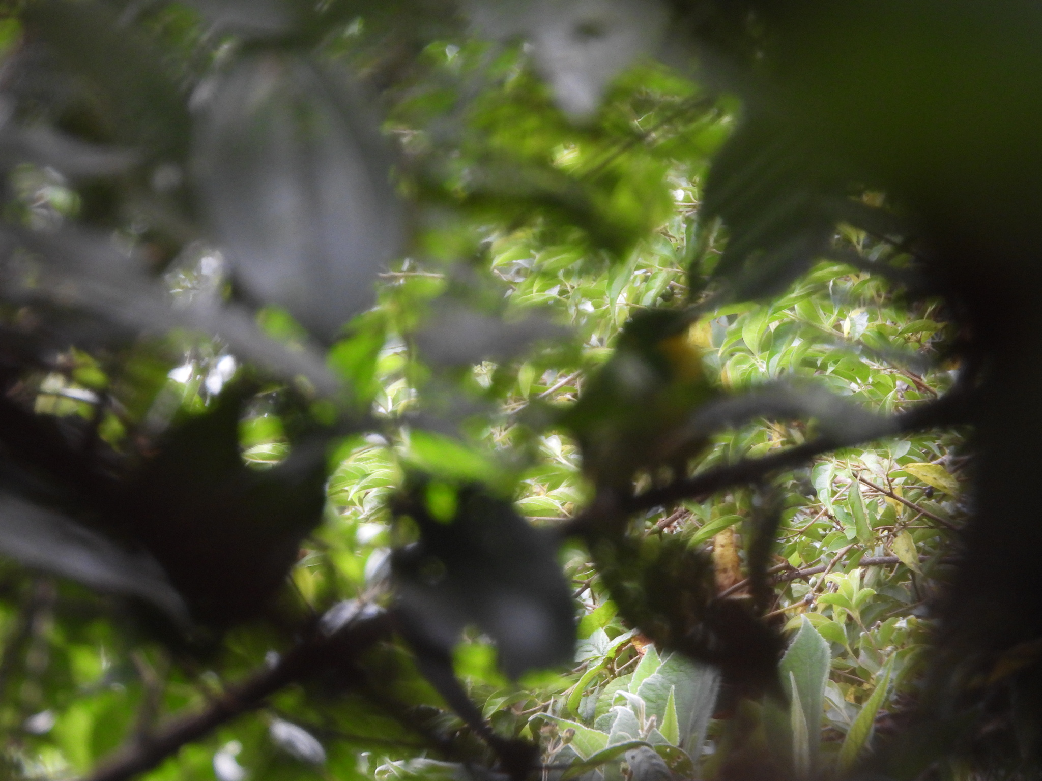 Golden-breasted Fruiteater (Pipreola aureopectus), photo 6