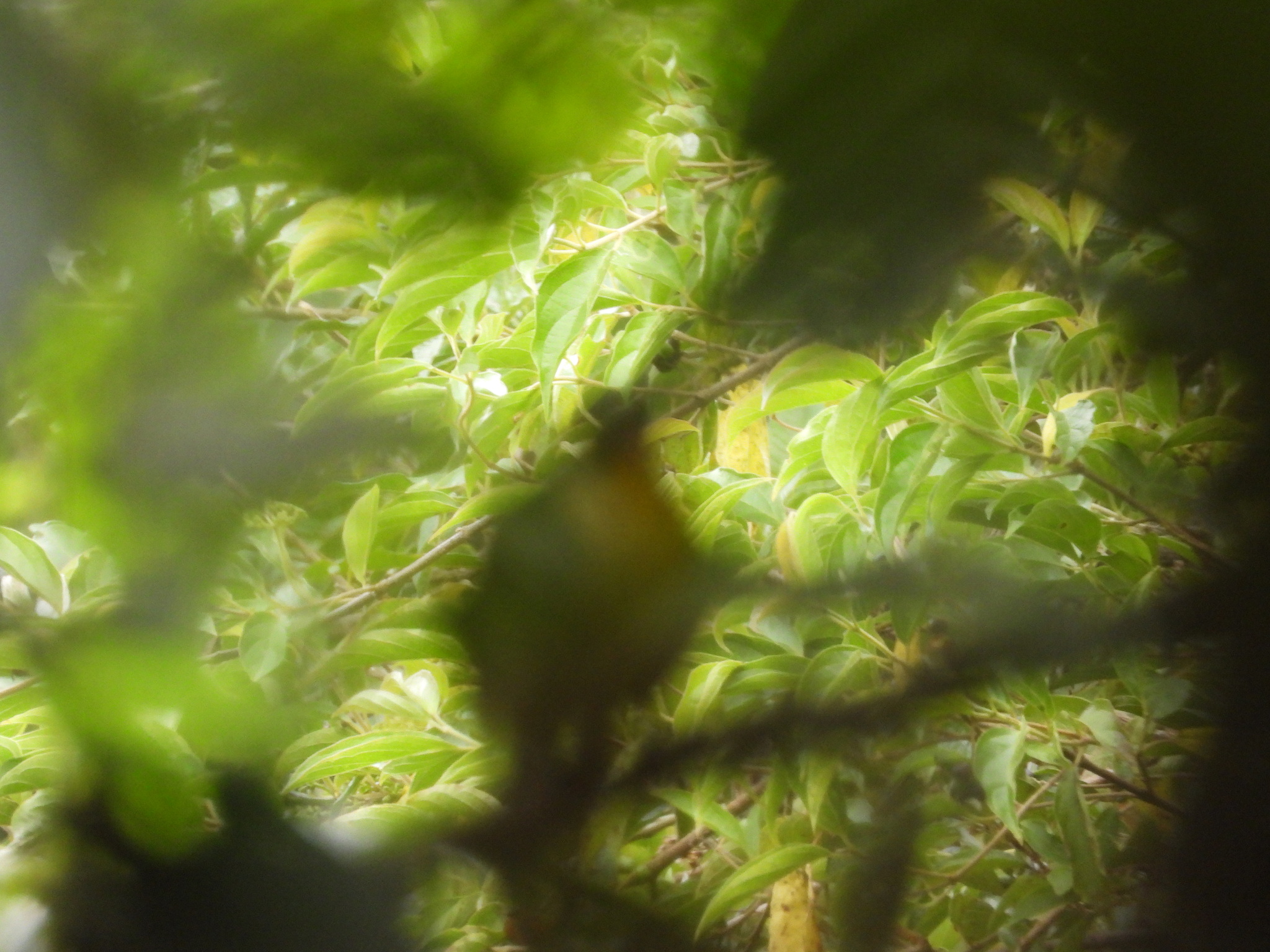 Golden-breasted Fruiteater (Pipreola aureopectus), photo 7