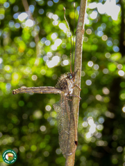 Ascalorphne macrocerca