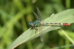 Erpetogomphus eutainia