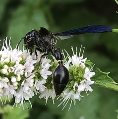 Zethus spinipes spinipes