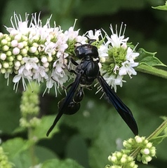 Zethus spinipes spinipes
