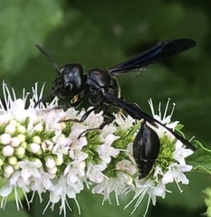 Zethus spinipes spinipes