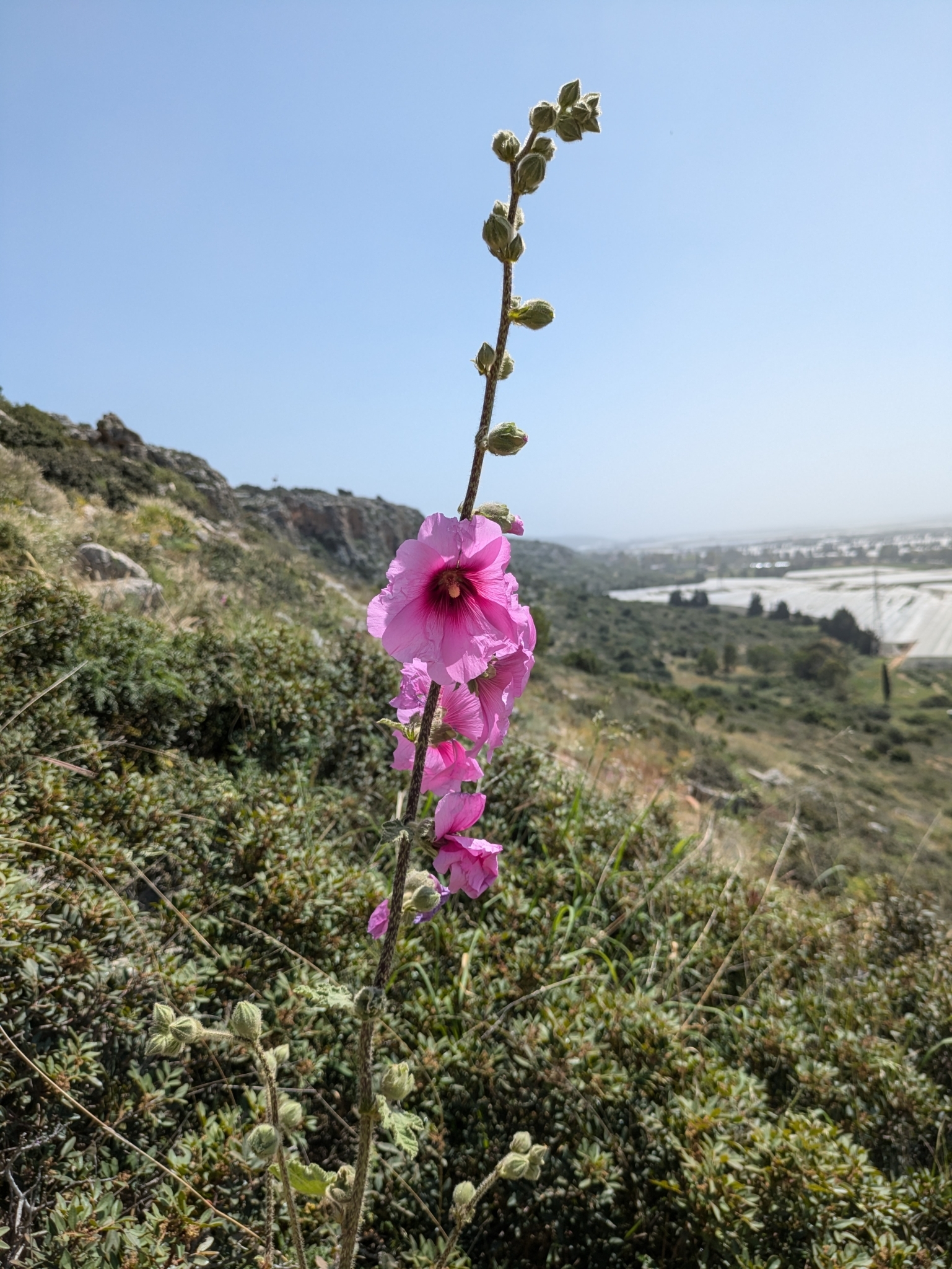 Imagem de Malva-rosa