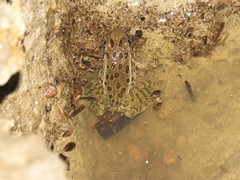 Lithobates magnaocularis