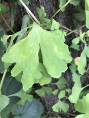 Ginkgo biloba