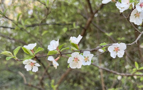 Foto de Cerejeira-do-mato