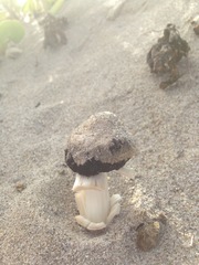 Agaricus zelleri