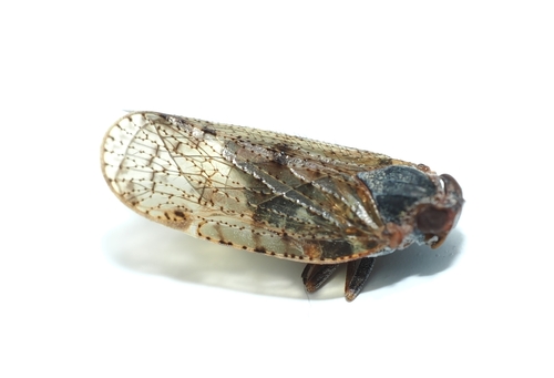 Cixius armatus