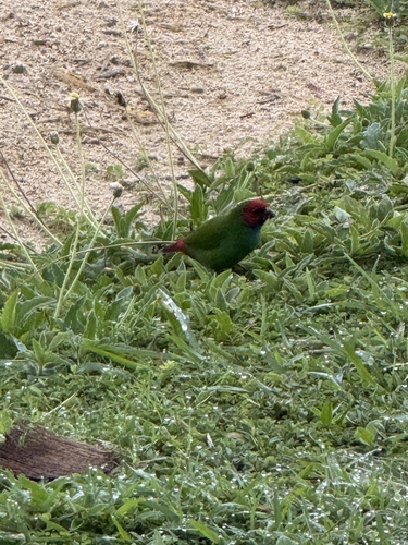 Fiji Parrotfinch (Erythrura pealii), photo 2